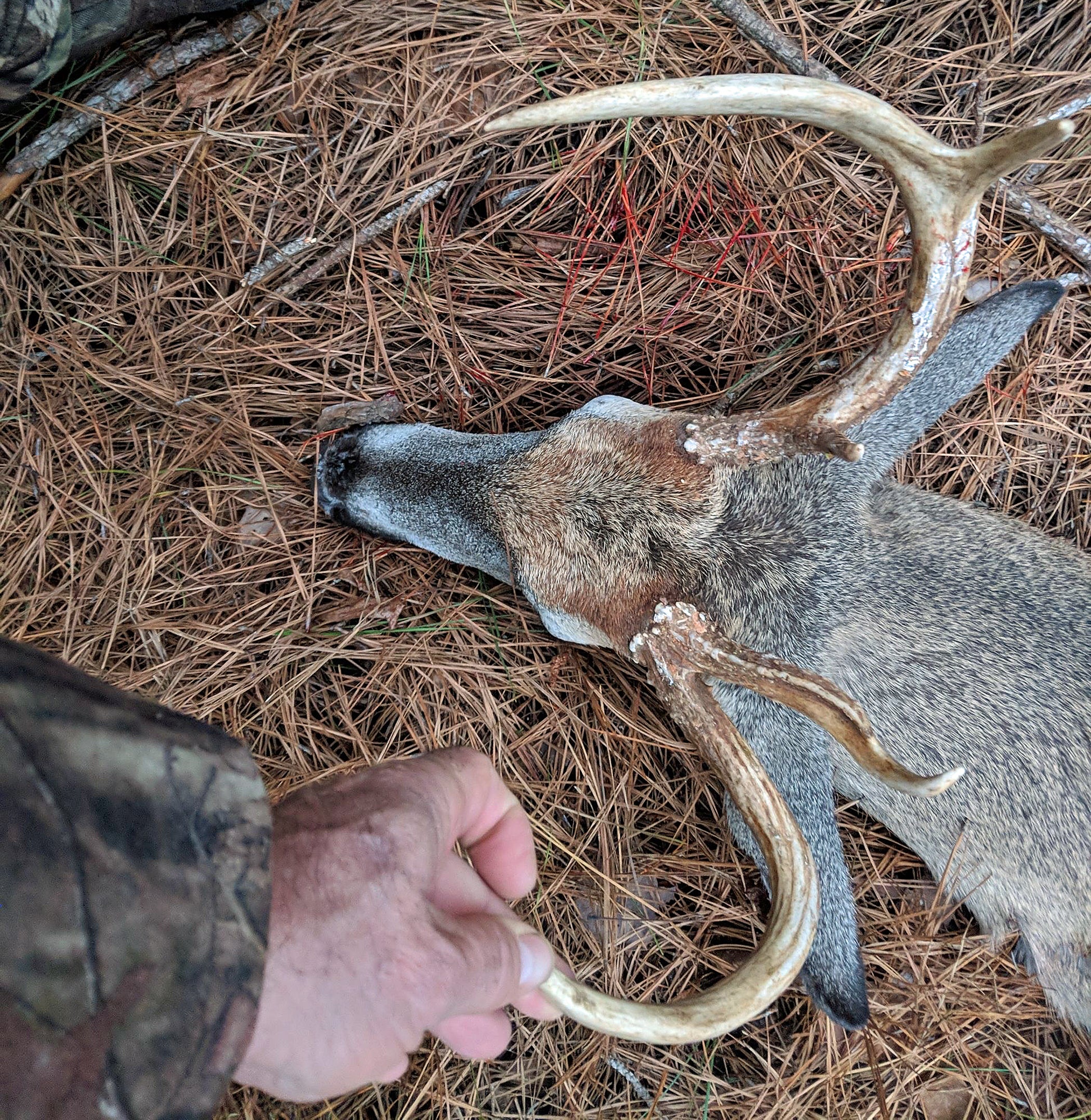 No Live Auction for 2020 State Lands Hunting Leases Outdoor Alabama